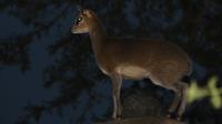 Night of the Living Klipspringer